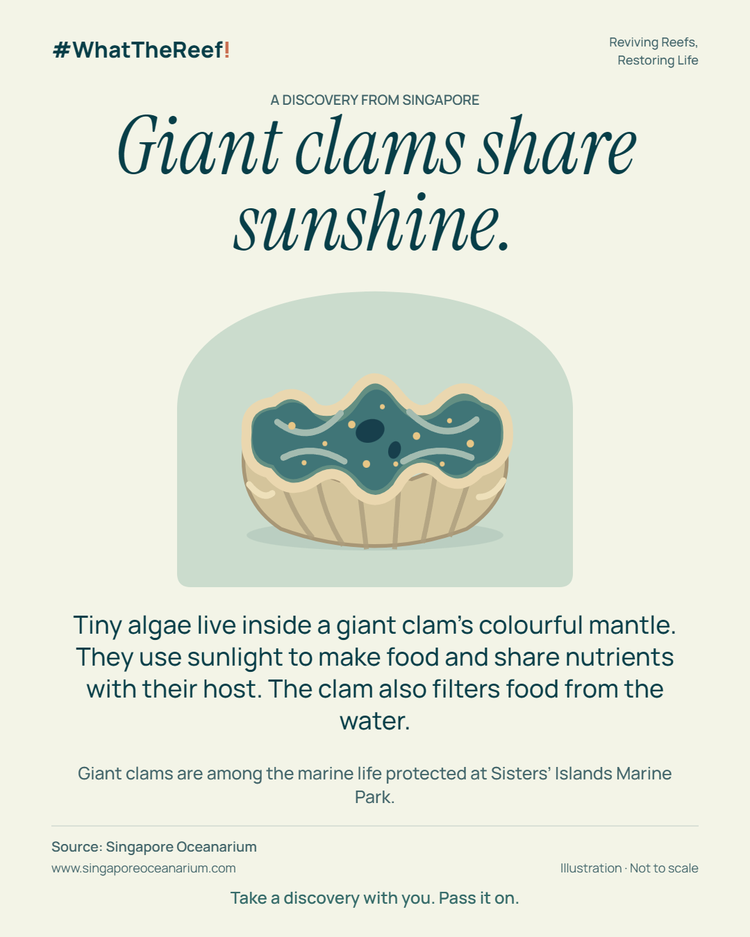 Example discovery card about giant clams, with an illustration, a reef fact and its source.